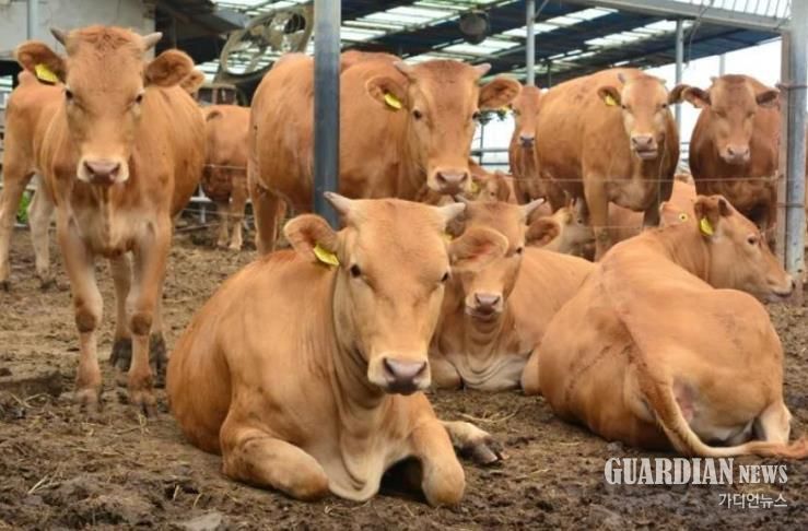 밀양시 한우농가 사육장 전경
