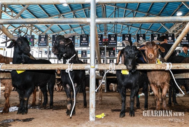 가축시장에 염소 경매시장 개장